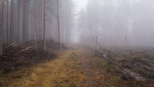 Običajen dan v gozdu se je za 72-letnika končal tragično: kaj se je zgodilo?