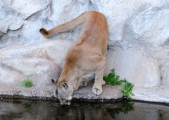 Napad v nacionalnem parku: 8-letnika pred gotovo smrtjo rešila kričeča mama
