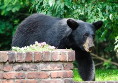 Nenavaden klic na pomoč: "Pomagajte, v našem jacuzziju je medved!" (VIDEO)