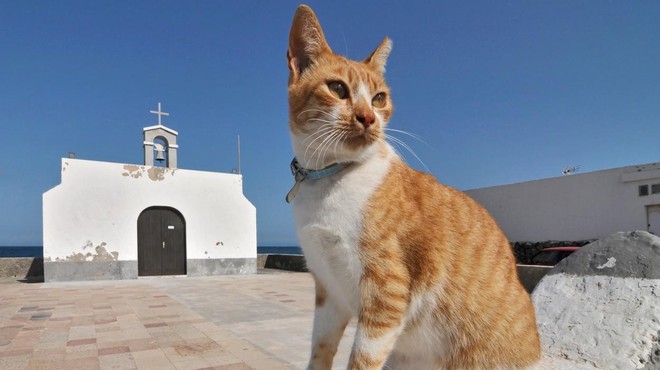 Turisti ne zapustijo Aten, dokler se ne fotografirajo s prav posebnim mačkom (VIDEO) (foto: Profimedia)