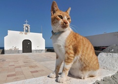 Turisti ne zapustijo Aten, dokler se ne fotografirajo s prav posebnim mačkom (VIDEO)