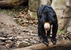 Živalski vrt deležen nenavadnih obtožb: je mogoče, da živali v ogradi sploh niso živali?