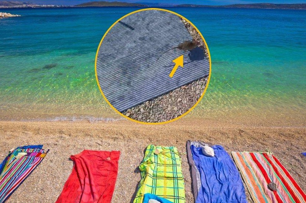 Ko sproščen dan ob morju pokvari ... podgana! Obiskovalci plaže na Jadranu v šoku (VIDEO) (foto: Profimedia/Instagram/fotomontaža)