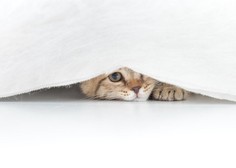 Se vaša mačka veliko skriva? To so mogoči vzroki