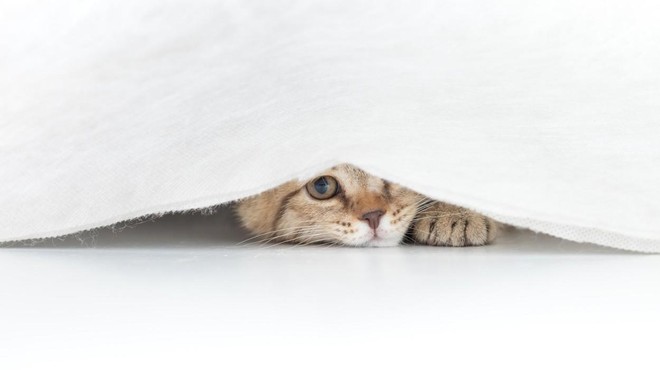 Se vaša mačka veliko skriva? To so mogoči vzroki (foto: Profimedia)