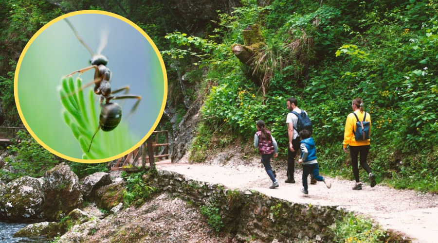 Slovenci ne bi niti mravlje pohodili: spet smo dokazali, da nas je dobro imeti za sosede (foto: Profimedia/fotomontaža)