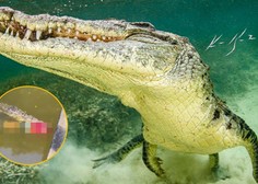 Grozljiva smrt: med plavanjem v reki ga je zagrabil krokodil (prizor šokiral opazovalce)