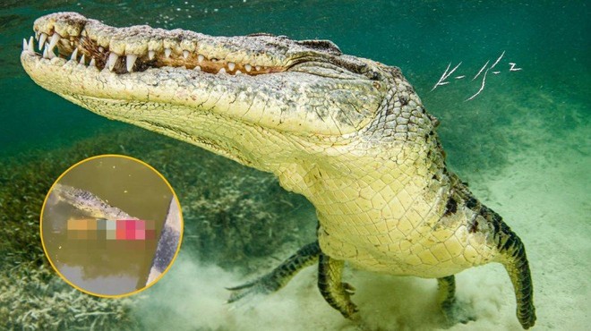 Grozljiva smrt: med plavanjem v reki ga je zagrabil krokodil (prizor šokiral opazovalce) (foto: Profimedia/The Sun/fotomontaža)