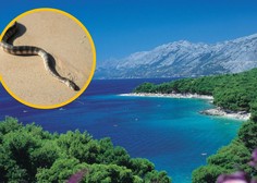 Dopust kot iz pekla: kopalce na hrvaški plaži presenetila kača (bila je hitra kot blisk)