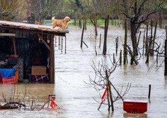Številne živali ostajajo same ujete v poplavljenih hišah: "Ne obsojajte nas, drugače ni šlo!"