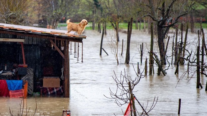 Številne živali ostajajo same ujete v poplavljenih hišah: "Ne obsojajte nas, drugače ni šlo!" (foto: Profimedia)