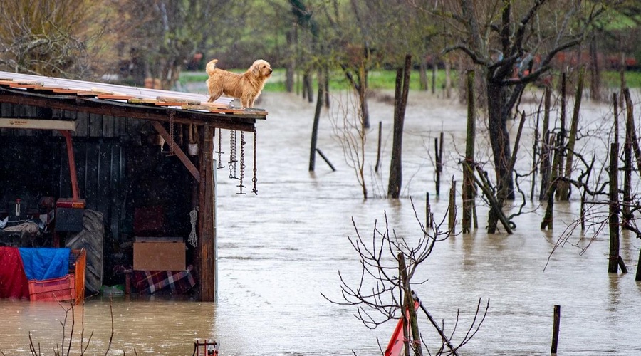 Številne živali ostajajo same ujete v poplavljenih hišah: "Ne obsojajte nas, drugače ni šlo!" (foto: Profimedia)