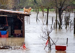 Organizirana je pomoč pri namestitvi živali (na enem mestu so zbrane vse informacije)