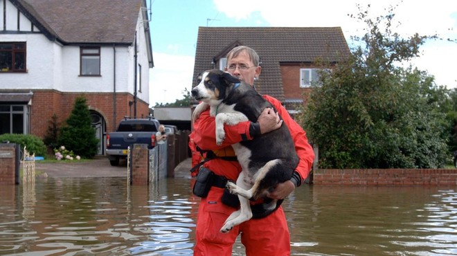 Kako ravnati s hišnimi ljubljenčki ob poplavah? (foto: Profimedia)