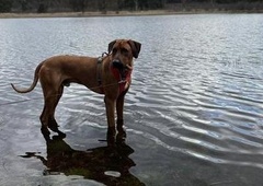 Družina se je reševala iz kampa Menina, ob tem pa je izginil njihov pes Cooper