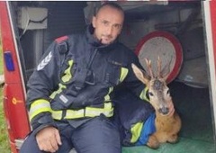 Bombeiros salvaram um cervo nas enchentes: veja como ele agradeceu (VÍDEO)