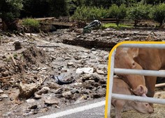 Slovenija na nogah: teliček že šesti dan joka pod ruševinami, iščejo veliki bager z gosenicami