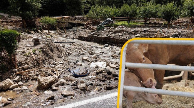 Slovenija na nogah: teliček že šesti dan joka pod ruševinami, iščejo veliki bager z gosenicami (foto: Profimedia/fotomontaža)