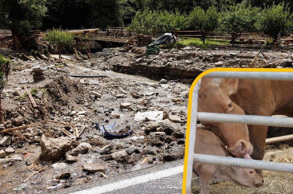 Slovenija na nogah: teliček že šesti dan joka pod ruševinami, iščejo veliki bager z gosenicami (foto: Profimedia/fotomontaža)