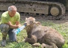 Ko ljudje stopijo skupaj, se zgodi čudež: teliček je rešen!