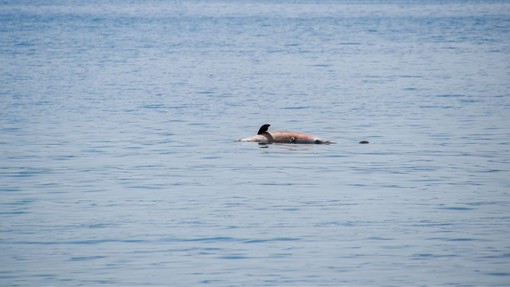 Žalosten prizor v Jadranskem morju: mrtev delfin s strelnimi ranami
