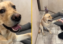 Razpustite žirijo, imamo dobitnika naslednjega oskarja: medtem ko so mu rezali kremplje, je odigral tragedijo (VIDEO)