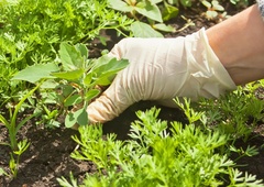 Plevel ne bo nikoli več zrasel: s tem trikom bo za vedno izginil