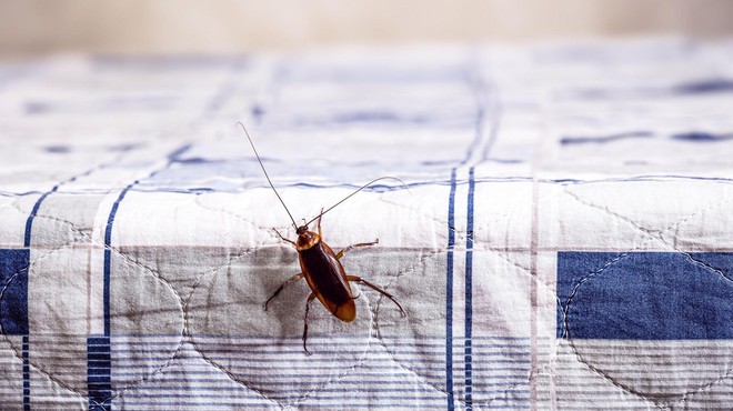 Kako se za vedno znebiti ščurkov: zmešajte 2 sestavini in v vašem domu jih ne boste več videli (foto: Profimedia)