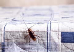 Kako se za vedno znebiti ščurkov: zmešajte 2 sestavini in v vašem domu jih ne boste več videli