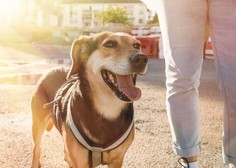 5-sekundno pravilo, ki vam zelo preprosto pove, kdaj je prevroče za sprehajanje psa
