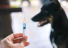 Ne spreglejte: začasna novost na področju cepljenja psov proti steklini