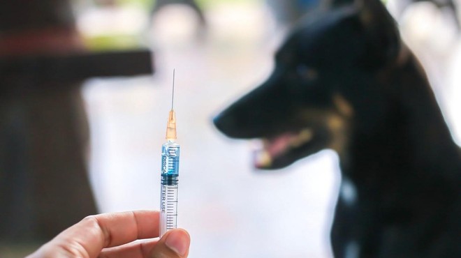 Ne spreglejte: začasna novost na področju cepljenja psov proti steklini (foto: Profimedia)