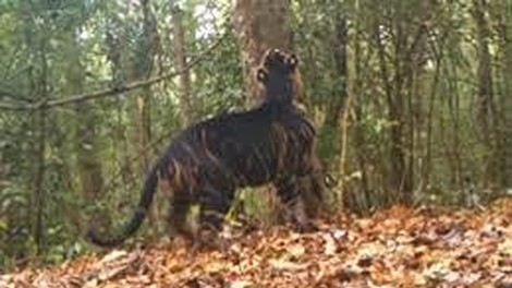 Kamera ujela črnega tigra: na svetu jih je manj kot deset! (VIDEO)