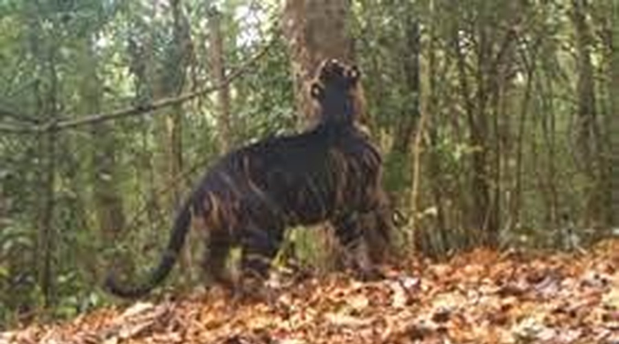 Kamera ujela črnega tigra: na svetu jih je manj kot deset! (VIDEO) (foto: World Animal News / posnetek zaslona)
