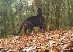 Kamera ujela črnega tigra: na svetu jih je manj kot deset! (VIDEO)