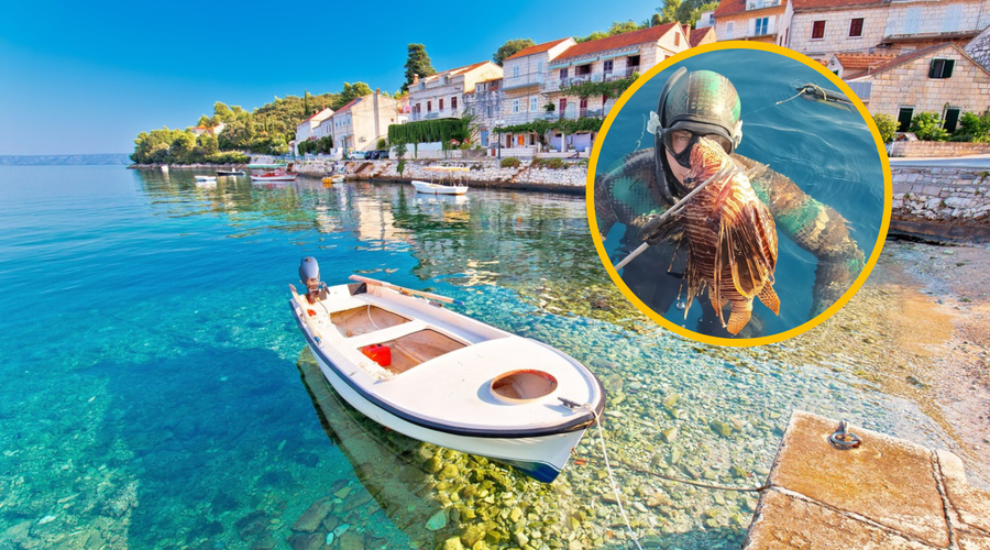 Nevarnost iz globin: na priljubljeni plaži na Korčuli opazili strupeno ribo (FOTO) (foto: Profimedia/Facebook/Inštitut za oceanografijo in ribištvo/fotomontaža)