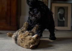 Sedem pasem psov, ki ne morejo sobivati z mačkami (jo imate doma?)