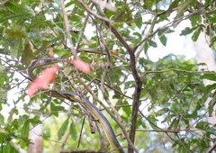 Odkrili novo vrsto kače in jo poimenovali po filmskem zvezdniku (ta se je že odzval)