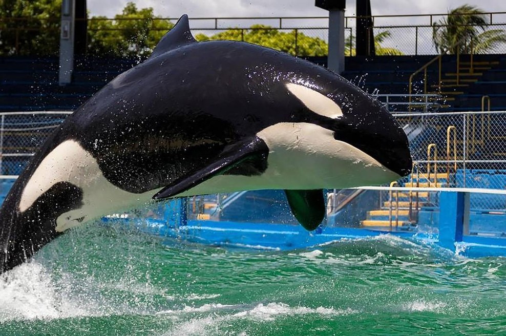 Orka Lolita iz 'najmanjšega bazena na svetu' ni dočakala širnega oceana (foto: Profimedia)