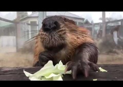 Ste že kdaj poslušali bobra, ko grizlja zelje? Učinki so neverjetni! (VIDEO)