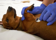 Znova zastrupljanje psov, gre za močan strup!