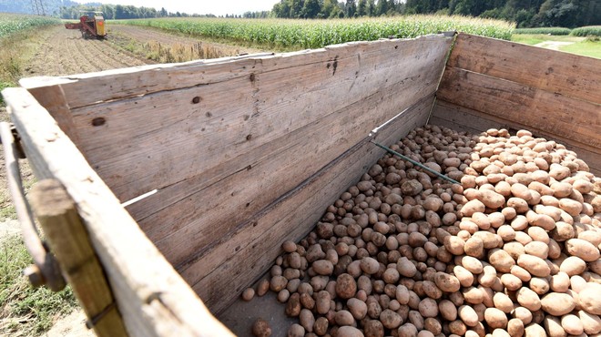 Se nam obeta ena najslabših letin krompirja? (foto: Žiga Živulović j.r./Bobo)