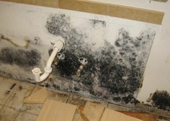 NIJZ svetuje, kako odstraniti plesen doma, ključna pa je ena stvar