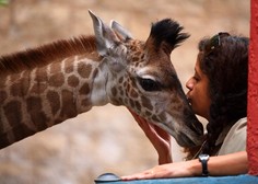 Skotila se je prav posebna žirafa, ki je s svojo posebnostjo šokirala svet (FOTO)