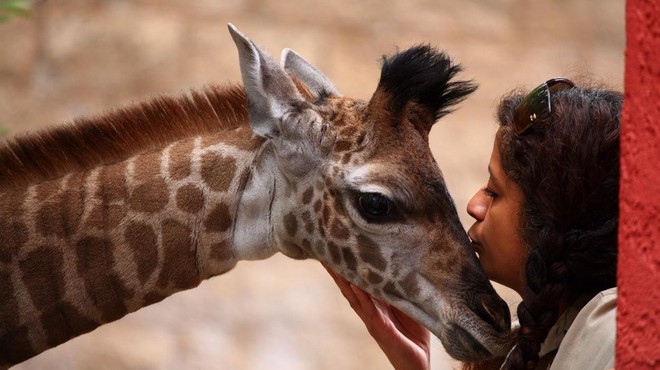 Skotila se je prav posebna žirafa, ki je s svojo posebnostjo šokirala svet (FOTO) (foto: Profimedia)