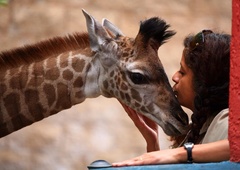 Skotila se je prav posebna žirafa, ki je s svojo posebnostjo šokirala svet (FOTO)