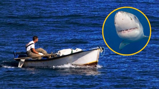 Nenavaden incident na morju: ribič ujel morskega psa, ki ga je nato napadel (foto: Profimedia/fotomontaža)