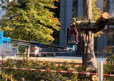 Kaj se dogaja pred ljubljansko Opero? Spet padajo drevesa ... (FOTO)