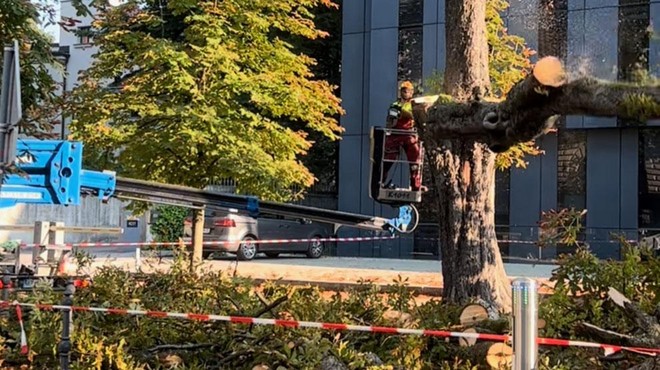 Kaj se dogaja pred ljubljansko Opero? Spet padajo drevesa ... (FOTO) (foto: Bralec Z. P.)