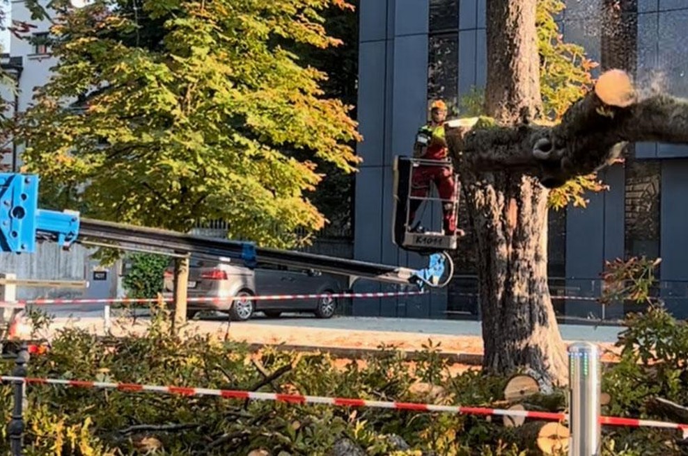 Kaj se dogaja pred ljubljansko Opero? Spet padajo drevesa ... (FOTO) (foto: Bralec Z. P.)